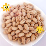 Kosher Halal Gecertificeerd Gecoat Gebraden Kruidig Geel Edamame Sojabonen Snacks ISO goedgekeurd