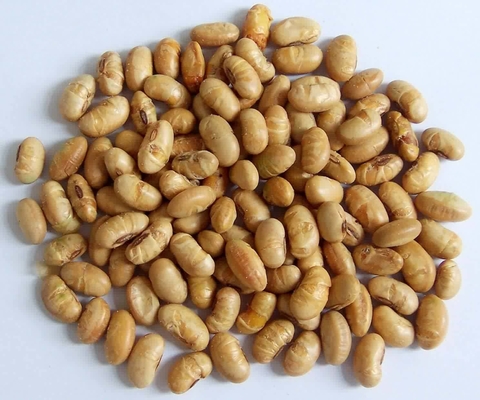 Kosher Halal Gecertificeerd Gecoat Gebraden Kruidig Geel Edamame Sojabonen Snacks ISO goedgekeurd